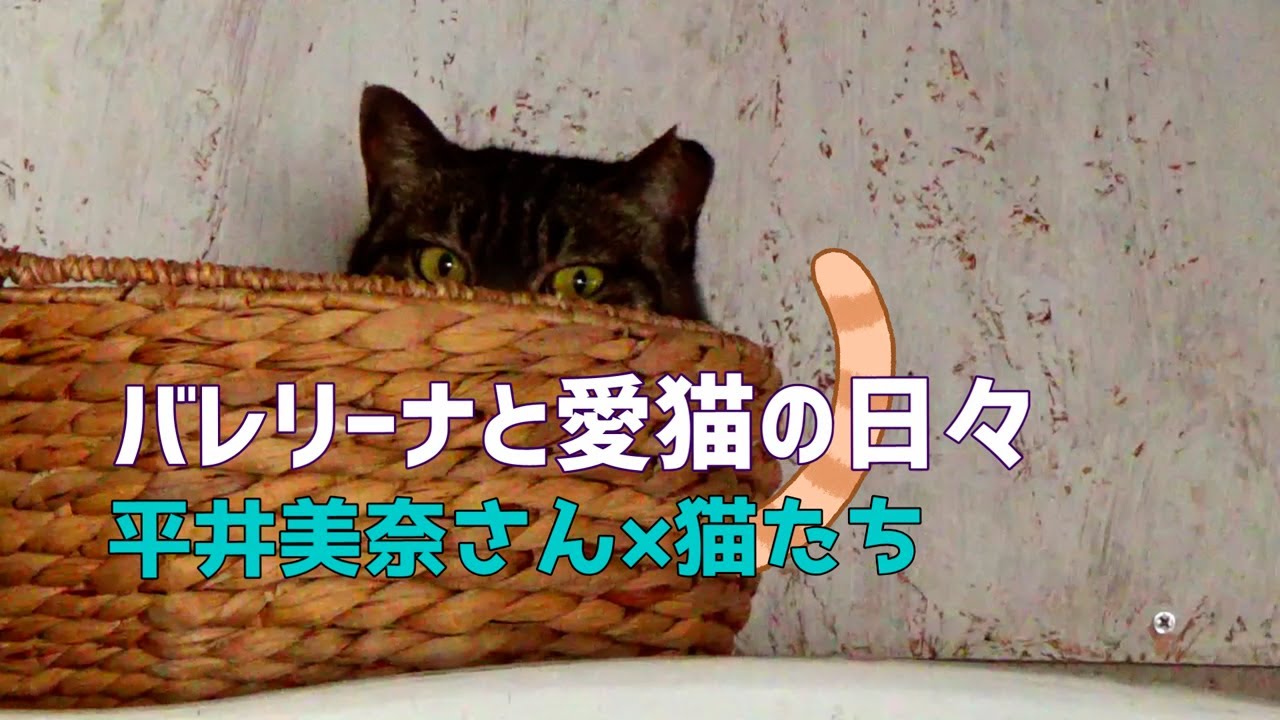 バレリーナと愛猫の日々　平井美奈さん×猫たち(2023.6)