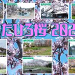 きたひろ桜2025(2025.5)